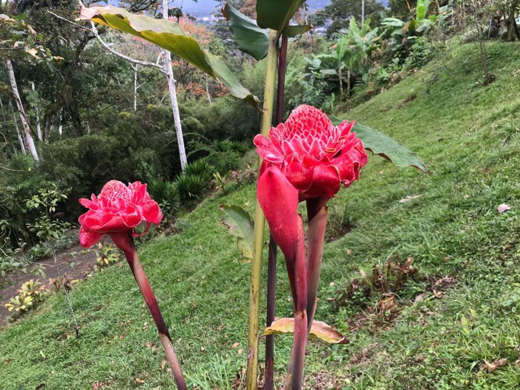 Hotel Green Mountain Turrialba Dış mekan fotoğraf